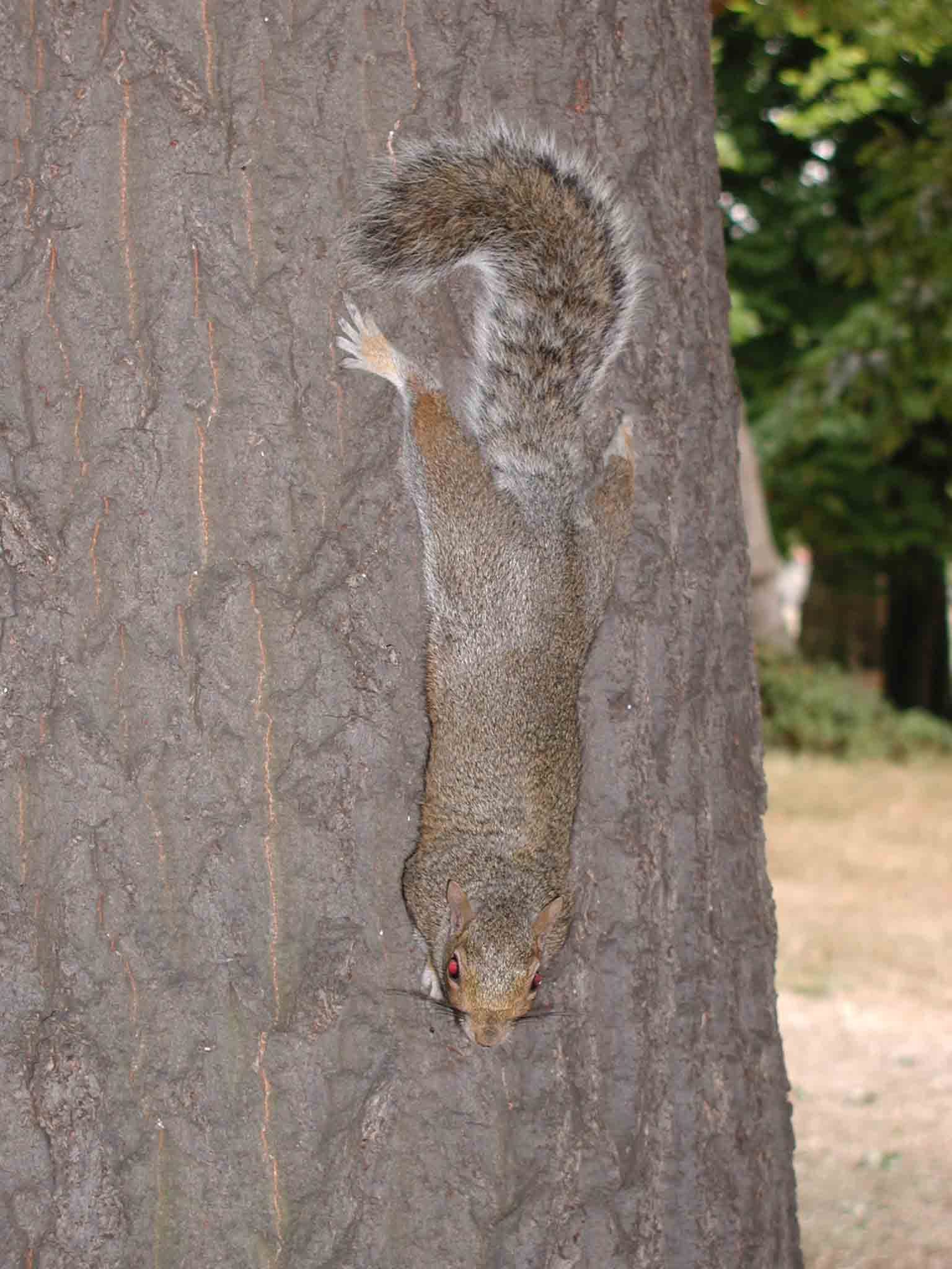 Scoiattoli londinesi. Sciurus carolinensis